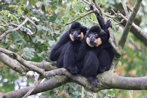 Preview: The yellow-cheeked gibbon (Nomascus gabriellae), also called the golden-cheeked gibbon