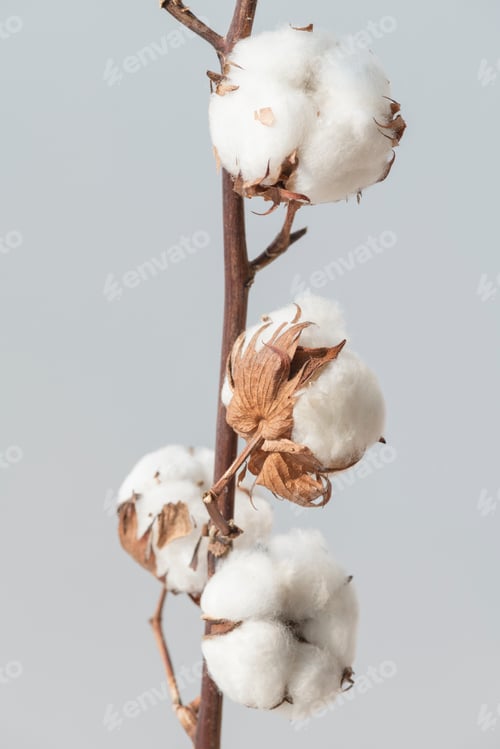 Preview: Cotton flower branch on a blue background