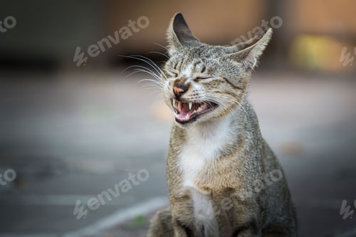 Preview: Closeup shot of a funny brown cat on a blurry background