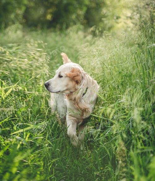 Preview: Lovely golden retriever walking through grass