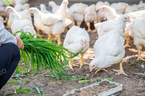 Preview: Bio chickens on a home farm a children.