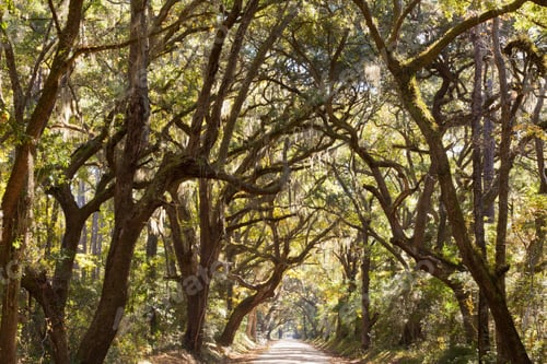 Preview: Oak tree canopy country road South Carolina SC USA