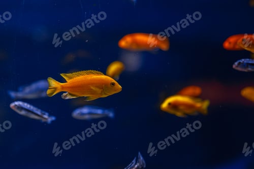 Preview: Underwater shot of fish Cichlidae