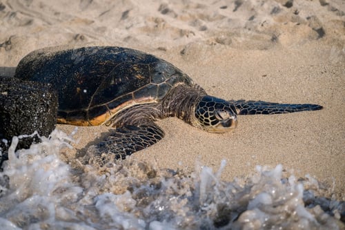 Preview: Sea turtle resting on a sandy beach with ocean waves.