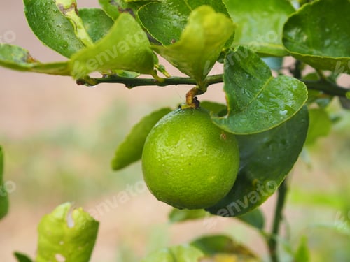 Preview: Lemon on the tree blurred of nature background, plant Sour taste fruit