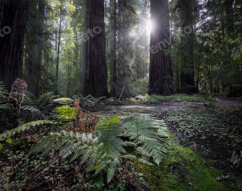 Preview: USA, California, Redwood National Park, Redwood