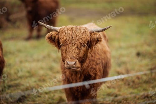 Preview: Highland cow with long horns and a shaggy coat standing in a grassy field. Drangedal, Norway