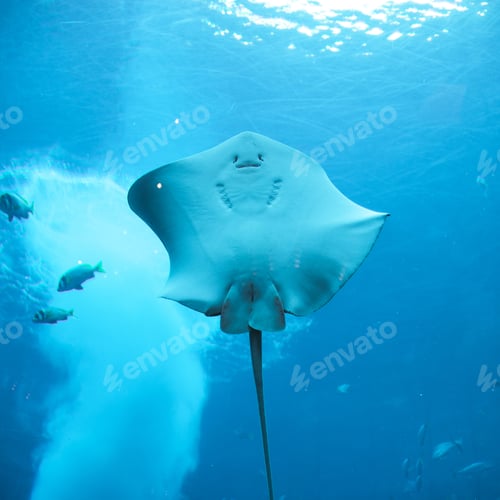 Preview: Aquarium in Dubai Mall
