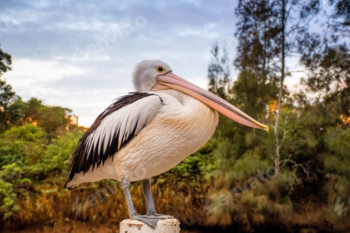 Preview: Pelican on nature background