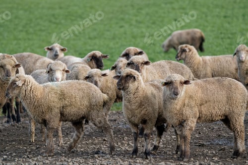 Preview: Flock of sheep in the green field.