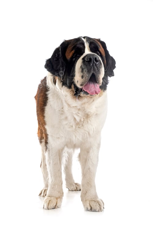 Preview: saint bernard in studio