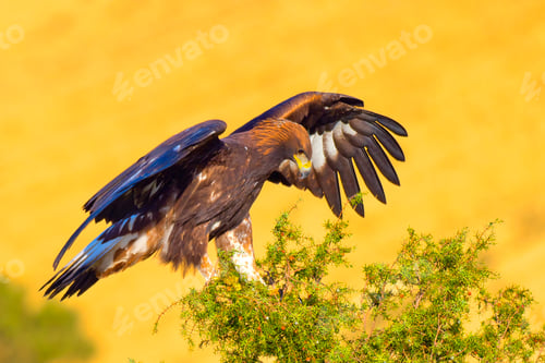 Preview: Golden Eagle, Mediterranean Forest, Spain
