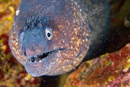 Preview: Mediterranean Moray, Cabo Cope-Puntas del Calnegre Natural Park, Spain