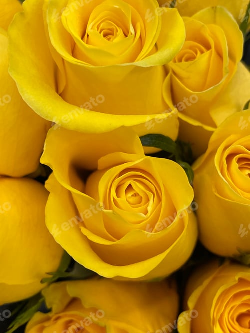 Preview: Yellow roses