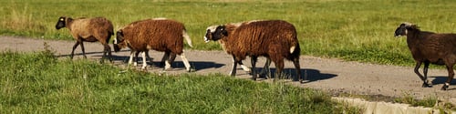 Preview: Flock of Brown Sheep Walking Along Rural Path in Sunny Green Pasture