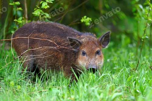 Preview: Wild boar in forest