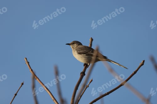 Preview: Low angle shot of a small mockingbird perched on a tree branch