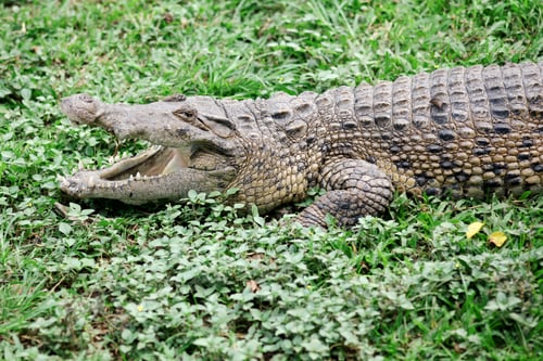 Preview: Crocodile