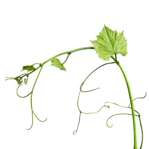 Preview: vine rod isolated on whine