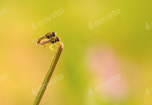 Preview: Robberfly