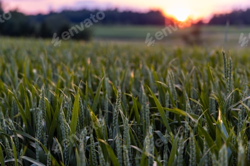 Preview: Close-up of unripe wheat in a wide field against the backdrop of a sunset sky