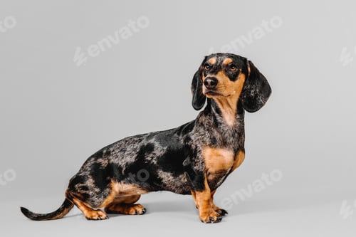 Preview: Beautiful marble dachshund on a gray background