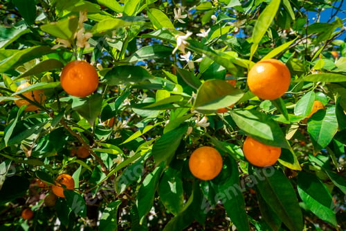 Preview: clementines ripening on tree against blue sky. Tangerine tree. Oranges on a citrus tree