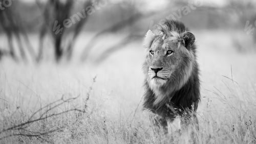 Preview: Proud lion sitting in grass in safari in black and white blurry background
