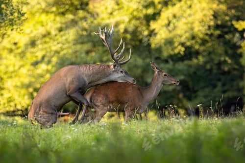 Preview: Couple of red deer copulating on meadow in rutting season