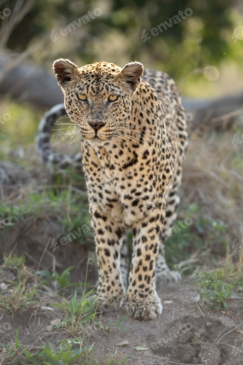 Preview: Leopard, Panthera pardus, female, direct gaze.