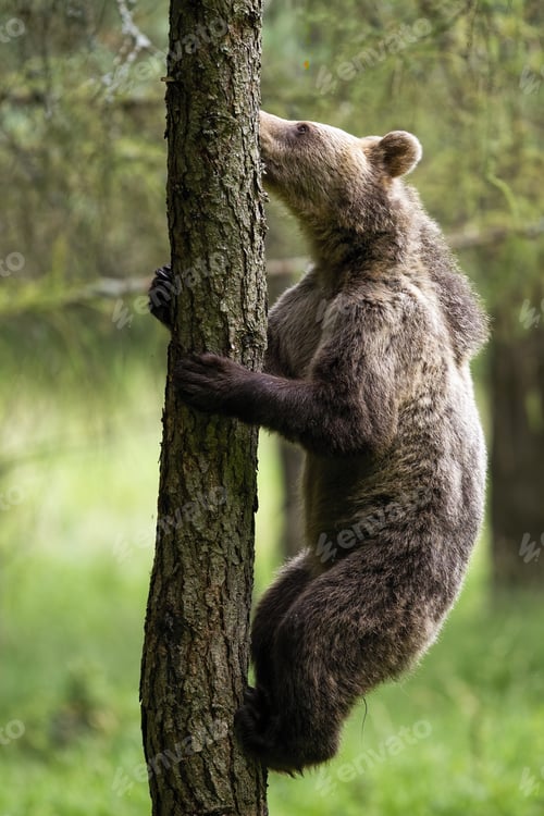 Preview: Motivated brown bear climbing a tree in summer forest