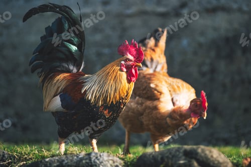 Preview: Two chickens