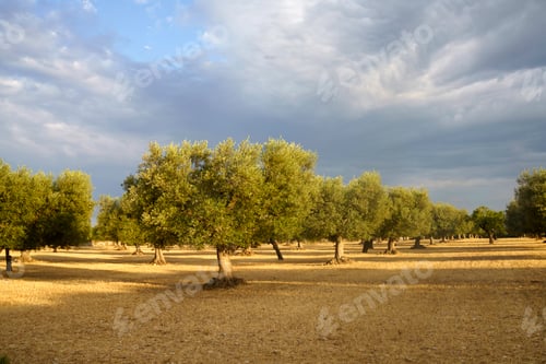 Preview: Rural landscape on Apulia between Bitonto and Conversano