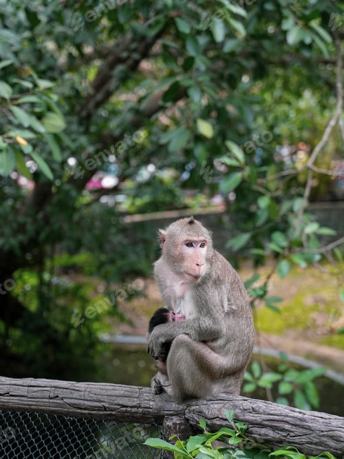 Preview: Monkey with cute baby, mother and child sitting on branch
