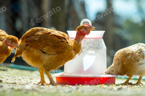Preview: Hen feed on traditional rural barnyard. Close up of chicken standing on barn yard with bird feeder