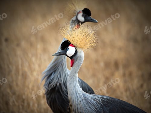 Preview: Pair of Black-crowned cranes on a field in Tanzania