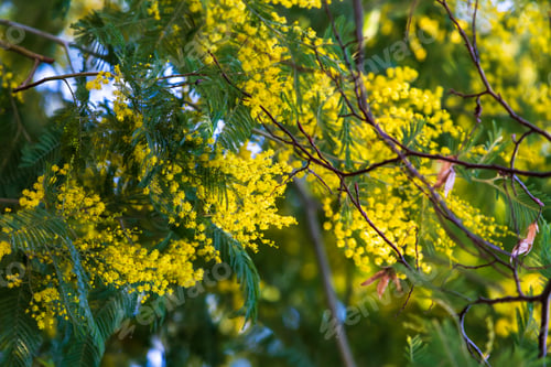 Preview: Closeup Of Yellow Acacia (Mimosa) Trees On The Nature