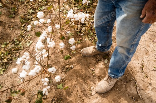 Preview: Farmer's Feet Boots Brown Dirt Cotton Plants Bolls Harvest Ready