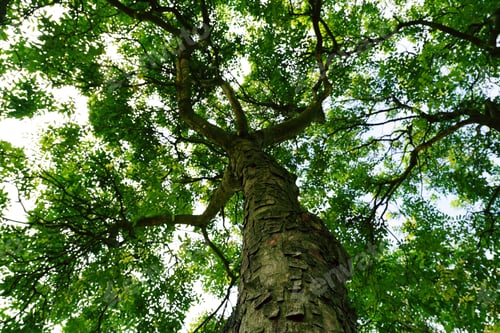 Preview: Tree