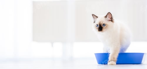 Preview: Ragdoll cat in light room