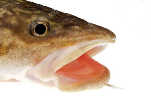 Preview: Lingcod Burbot Lota lota head isolated on white