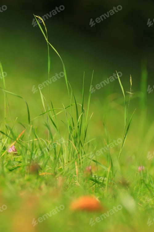 Preview: grass and vegetation on the field in Autumn season