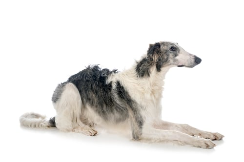 Preview: borzoi in studio