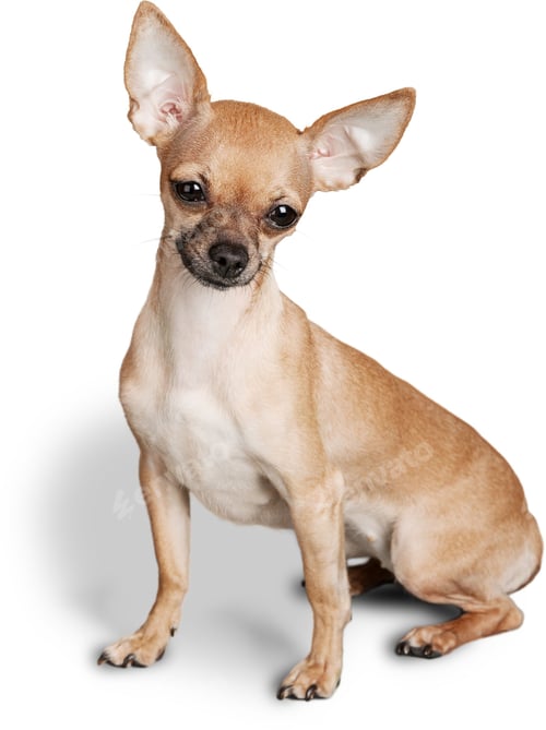 Preview: Tan Chihuahua Dog Sitting on White Background