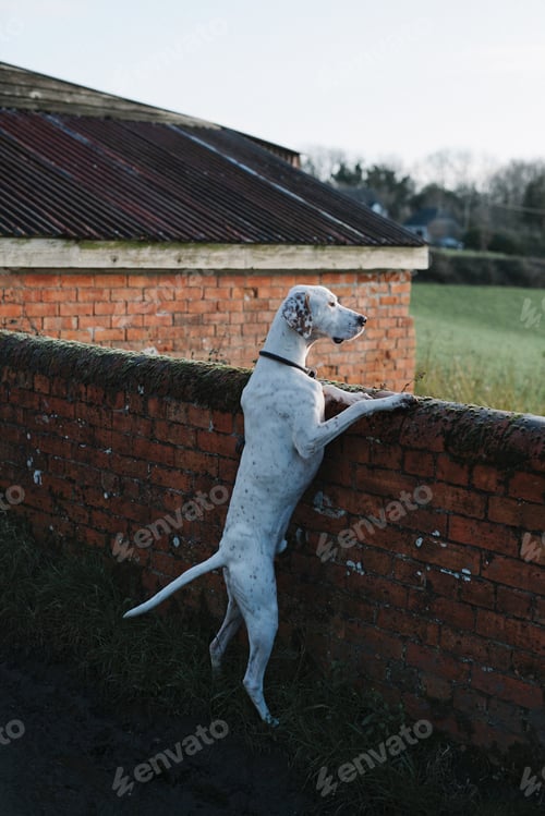 Preview: A large dog standing on his back legs looking over a wall.