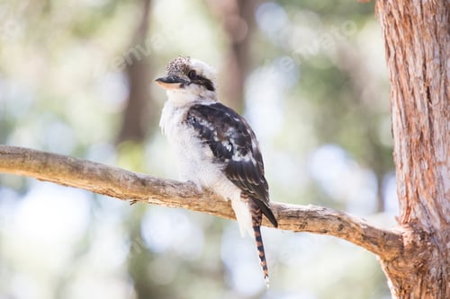 Preview: Bird in a tree