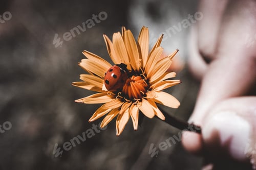 Preview: Hand with lady bug on fresh flower