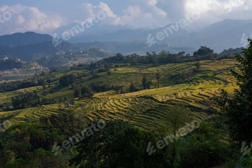 Preview: Rice harvest season has come to an end, the picturesque landscape of a Rice field.