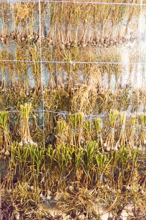 Preview: Lots of Drying Garlic Indoor