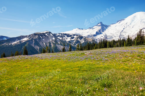 Preview: Mountain meadow